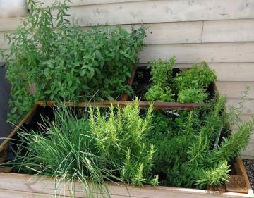 Herbs at the disposal of customers Camping Les Grissotières