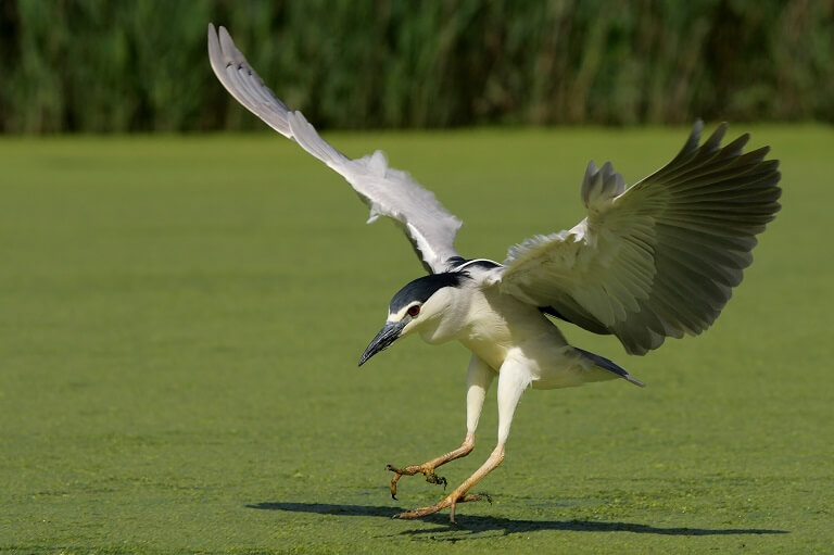 Park von Marais aux Oiseaux in der Nähe des Campingplatzes Les Grissotières